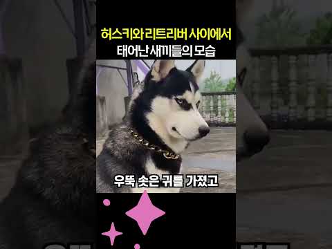 허스키 와 리트리버 사이에서 태어난 새끼들의 모습