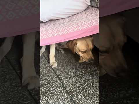 😘#dogbreed #petshub #labrador #petvideos #pitbull #dog #petlovers #funny #puppy