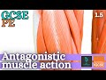 Exploring Antagonistic Muscle Actions in Anatomy and Physiology