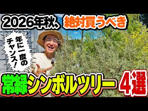 【入荷情報】年一のチャンス!この秋に植えたい、常緑シンボルツリー4選