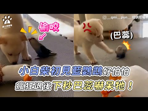 【小白柴初見藍鸚鵡好怕怕 瘋狂退後下秒巴蕊嚇呆牠】｜IG / __qmi__pun__｜TikTok / nini_10_19