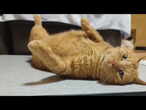 猫の動画サムネイル - むぎちゃん がライブ配信中！　2025年7月26日