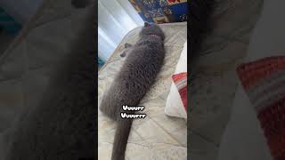 Sinirli bir birey🤣 #cat #keşfet #fypシ #funny #asmr #fly #scotish #realestate #diy #property