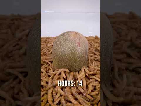 10 000 Mealworms vs. KIWI