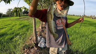 ไปยามเบ็ดตอนเช้า.... ใส่เบ็ดในทุ่งนา  เลาะหาเก็บผัก หาอยู่หากินแบบ วิถีอีสาน