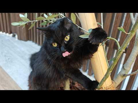 ひだまりの猫とモーニングコーヒー