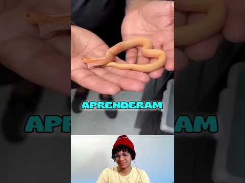 🐍 Cobra bebe é das mais perigosas 😵