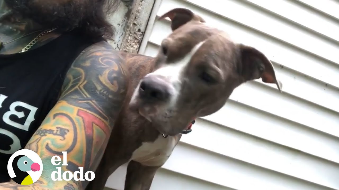Este perrito maltratado se convierte en todo un perro amoroso
