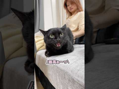 「最高よぉ〜っ！」とお尻ぽんぽんで絶叫する猫