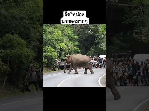 จิ๊ดริดน้อยน่ารักน่ากอดมากๆเลย #เขาใหญ่ #ช้างป่า #elephant #เพชรไปเรื่อย