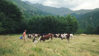 #169 Cows on the Land, Building Stone Walls, Stung by a Bee