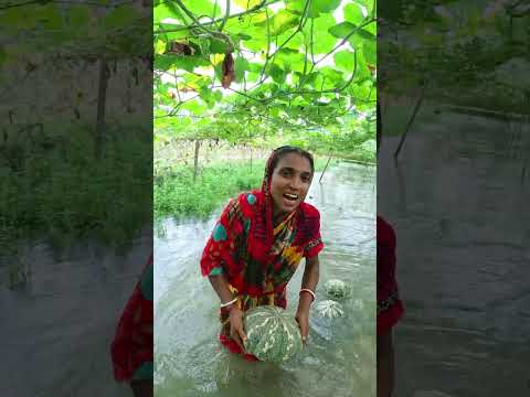 ৮০০ কেজির উপরে আজ কুমড়া ছিড়বো বন্ধুরা। গ্রামীণ জীবন। #farming #beeffry #food #fishing  #fish