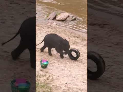 Elephant Calf Playing with Tyre by the Sea || Adorable Mother & Baby Bond 😍|| #elephant #cuteanimal
