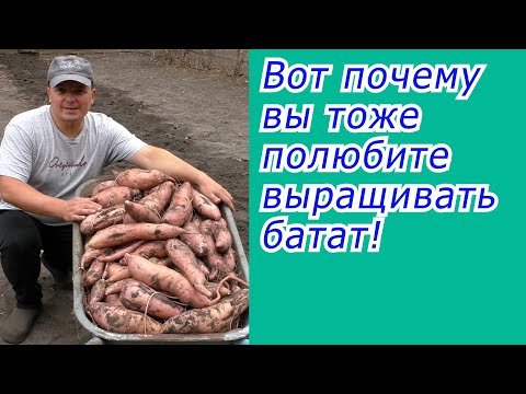 Батат это нам не картофель! Это намного проще и выгодней!