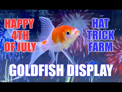 🎆🎏 GOLDFISH DISPLAY TANK 🎏🎆 |BREEDING  HI EVERYONE AND WELCOME TO MY CHANNEL. THIS IS JUST A FUN VIDEO CELEBRATING THE HOLIDAY AND SHOWING 