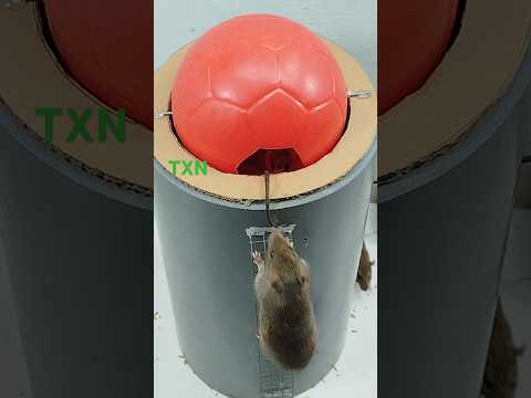 At home mouse trap/bẫy chuột tự chế từ ống nhựa PVC và quả bóng #taxuanui