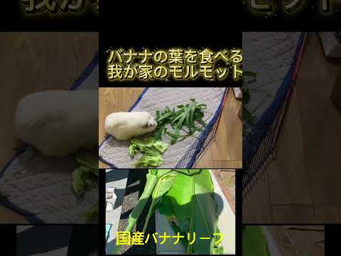 【バナナの葉を食べる我が家のモルモット】(鈴木ショート405) #guineapig #banana #モルモット