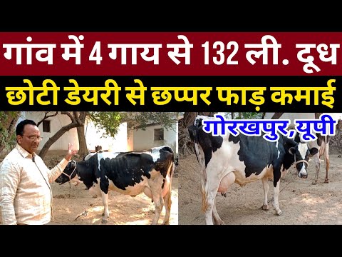 गांव में 4 गाय से 132 ली. दूध से जबरदस्त कमाई/small dairy farm up/dairy farm management/hf farm up