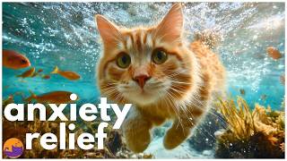 Anxiety Relief for Cats - Calming Relaxing Music for Feline Ears 🐱🔅