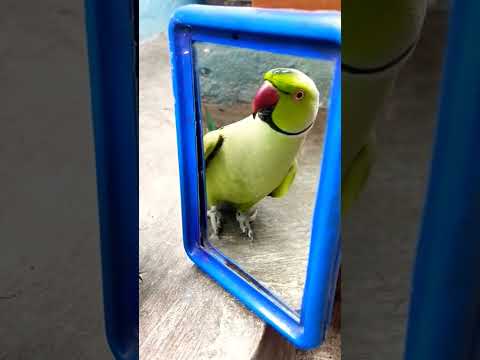 parrot #tota #monkey #funny #mummy #cute #trending #ytshorts