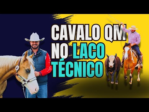 A força do cavalo Quarto de Milha no Laço Técnico.