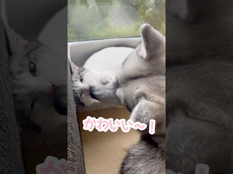 猫を巡って争いが起きました… #シベリアンハスキー #ハスキー #猫