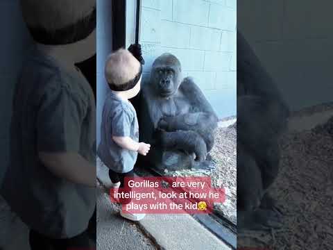 Funny gorilla😂😂😂#animal#animallover#funnyanimal#fyp