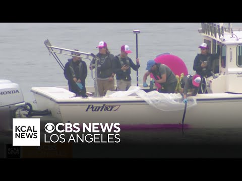 YouTube video thumbnail: Researchers Pour Pink dye Into Ocean in Santa Monica to Conduct Water Quality Experiment