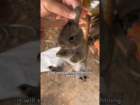 If you make it angry, it will strike back with lightning speed!#shorts #shortvideo #cute #shortspay+