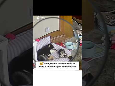 Малыш хотел немного любви 🥲 #funny #dog #animals