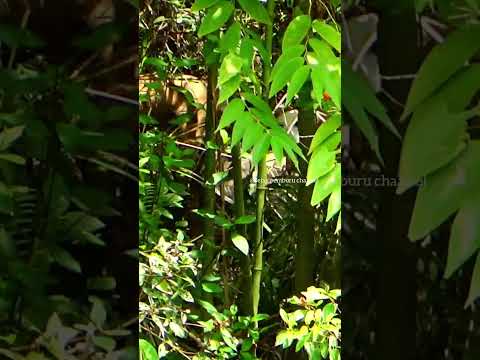 Anjing pemburu berhasil menangkap babi hutan #short