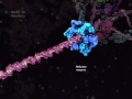 DNA Replication Processes and Functions