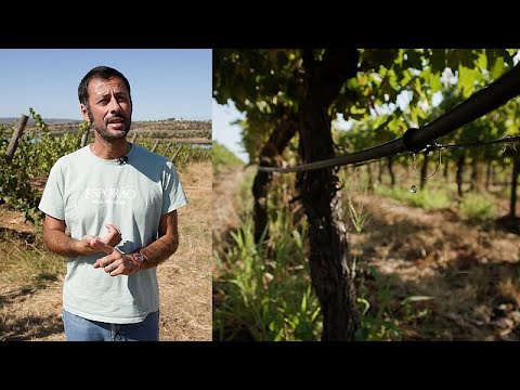 YouTube video thumbnail: Water-Efficient Farming: 5 Tips to Save a Drop (and how the EU can Help)