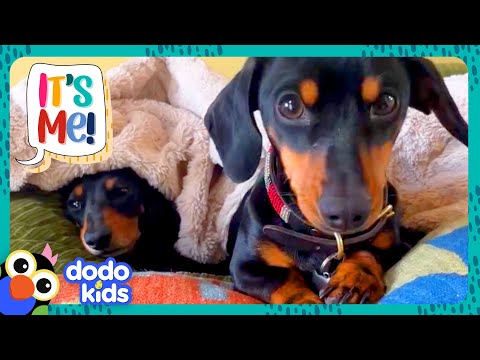 Doggy Sisters Are The QUEENS Of The House | Dodo Kids | It's Me!