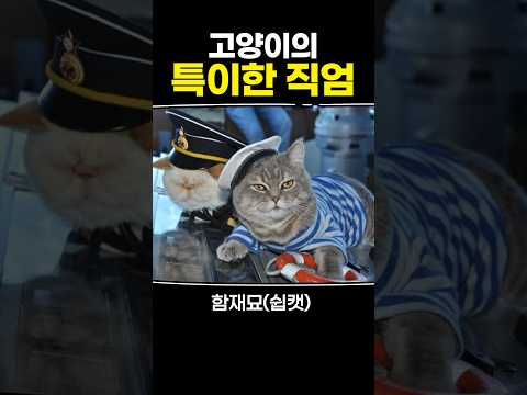 고양이의 특이한 직업