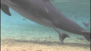 Incredible Dolphin Birth at Dolphin Quest Hawaii