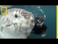 Ocean Conservation and Sunfish Behavior