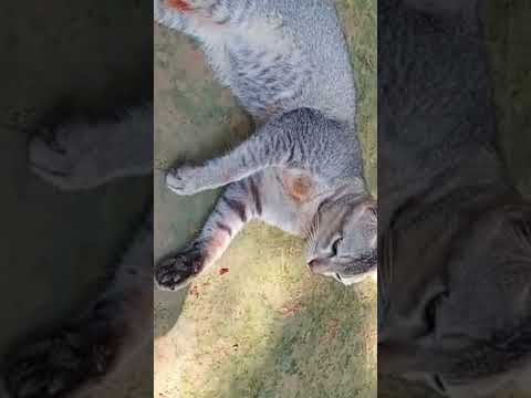 আল্লাহ ছাড়া কারো কাছে আশা করিয়েন না।🎙️উস্তাদ আবু ত্বহা মুহাম্মদ আদনান (হাফিঃ)🥀💐 #shorts #motivation