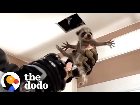 Mama Raccoon Is Hiding A Surprise In This House | The Dodo