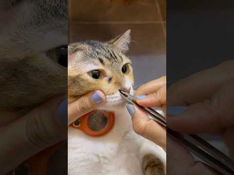 Cleaning molly’s nose part -7 .#catnosecleaning #cat #catcare #catlover #cat #catspa