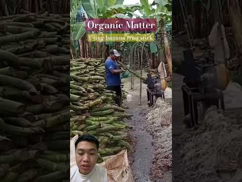 Mẹo tậm dụng phụ phẩm chuối làm phân hữu cơ Tips care Banana #nongdan #famer #farmtips #farming