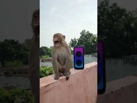 Ohh God 😯 Monkey 🐒 हमारे <strong>Music</strong> 🎶 <strong>Box</strong> को ले गया 🤯😱 #shorts #monkey #ai #kochikevines #aishorts