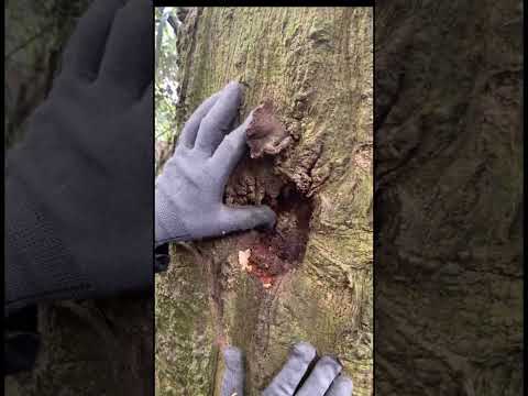 Món quà từ rừng già #mi #dirung #monquabatngo #thaoduocdantoc  #balaithaoduocdantoc