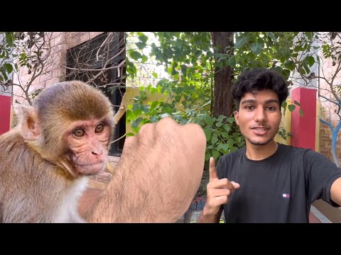 Aj chanki ny hum par Hamla kr dya 😰 | Pets vlog |Animals video