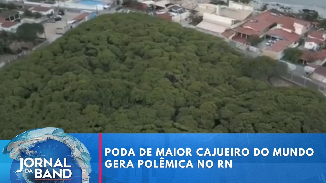 Poda de mior cajueiro do mundo gera polêmica no Rio Grande do Norte