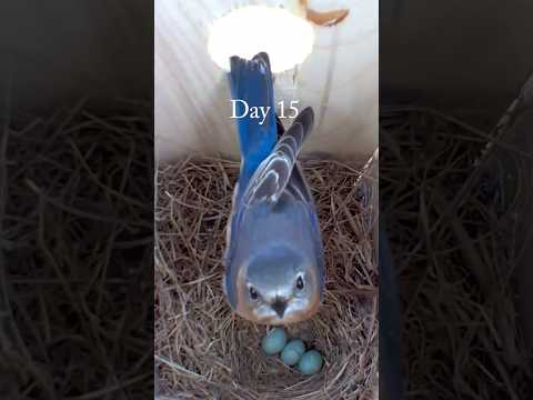 चिड़िया अनजान जगह पर अपना घोंसला कैसे बनाती है | Birds nesting period
