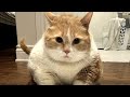 Axel's Journey: A Story of Rescue and Transformation