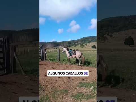 No hay nada Peor  #caballos #horse #cuartodemilla #pecuarista