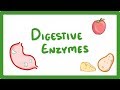 Exploring Digestive Enzymes and Their Functions
