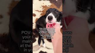 Foster dog about to gift birth to 9 puppies #rescuedog
